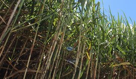 Variedades de cana RB ocupam sete milhões de hectares no Brasil