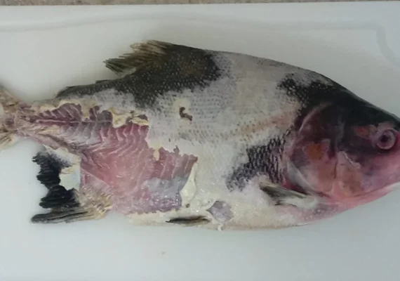Estudo identifica bactéria que causa doença grave em peixes de criação no Brasil
