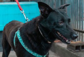 Feira de Adoção de animais volta à Rua Aberta neste domingo (31)