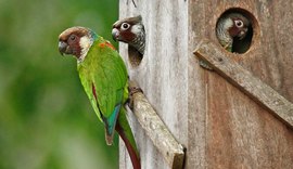 Após quase um século, periquito volta a nascer na Caatinga