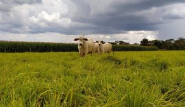 Integração lavoura-pecuária pode reduzir o uso de fertilizantes e mitigar impactos climáticos