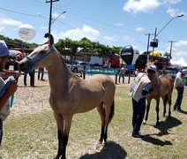 Copa de Marcha Terra dos Marechais abre programação técnica da Expoagro-AL 2025