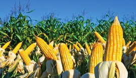 China faz mega compra de milho e etanol nos EUA