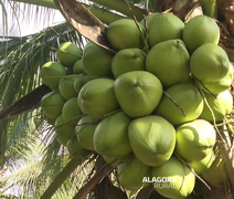 Vídeo mostra como coco da Amazônia vira produtos da Sococo em Maceió e viraliza
