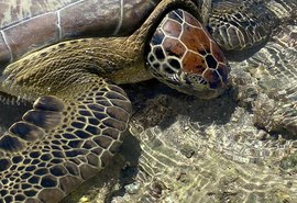 Tartaruga Verde encalhada nas piscinas naturais da Ponta Verde