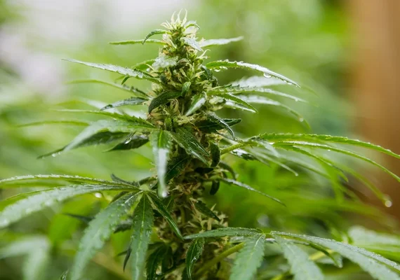 Estudo aponta composto da cannabis que alivia dor sem efeitos