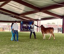 Julgamentos da Expoalagoas Genética destacam evolução de rebanhos nordestinos