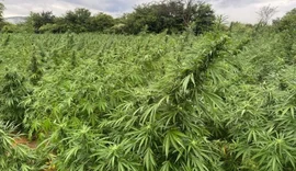 PF mira grupo suspeito de cultivar e distribuir maconha em três estados