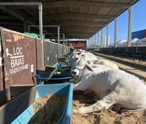 Abertura da Expoagro acontece nesta sexta (25) no Parque da Pecuária