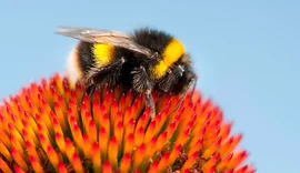 Estudo indica que abelhas tem a capacidade de contar números