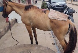 Polícia civil prende homem por maus tratos a égua em Palmeira dos Índios