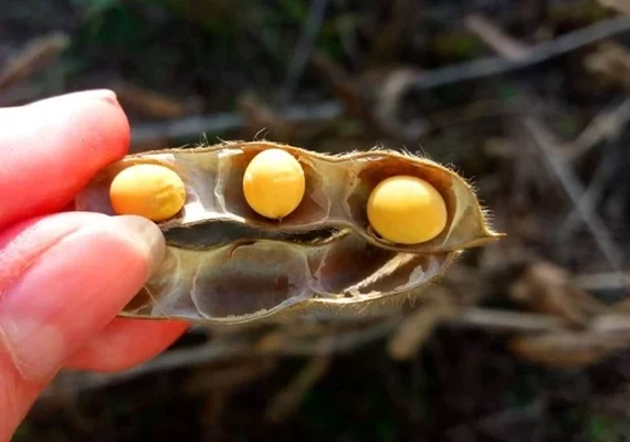 Sucesso da safra depende do vigor e germinação