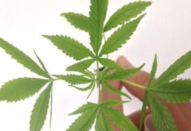 Estados dos EUA aprovam legalização de maconha