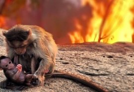 Focos de incêndio no Pantanal registram números históricos