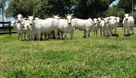 Dia de Campo da Agro CPMF vai apresentar animais do 18º Leilão Nelore Positivo