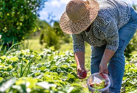 Banco do Nordeste amplia limite de financiamento  para agricultores familiares