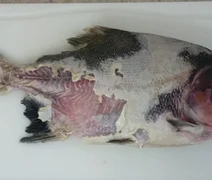Estudo identifica bactéria que causa doença grave em peixes de criação no Brasil