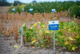 Diário Oficial publica índice de risco climático para o plantio de soja em Alagoas
