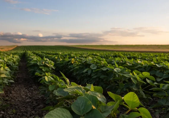 CNA pede R$ 623 bilhões para Plano Safra e fortalecimento do seguro rural