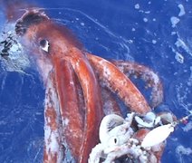 Estudo revela que polvos gigantes foram superpredadores dos oceanos há 100 milhões de anos