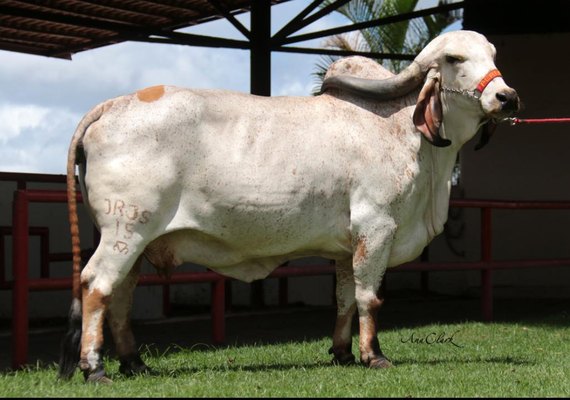 3º Leilão Genética de Berço assegura bovino adaptável ao Nordeste