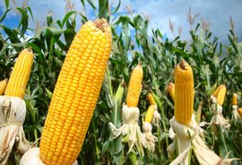 Financiamentos do BNB para cultivo do milho crescem mais de 200% em Alagoas