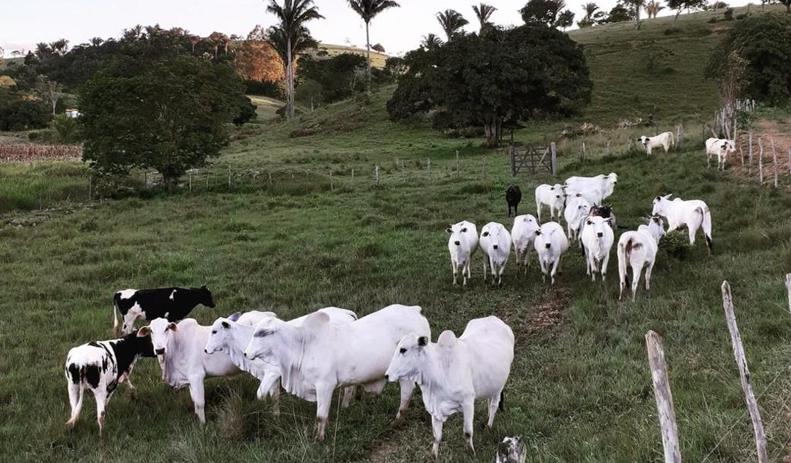Crédito para bovinocultura de corte cresce 212% entre agricultores familiares alagoanos