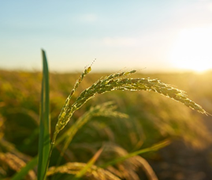Silício ganha espaço na agricultura como aliado estratégico contra adversidades climáticas