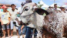 36ª Expo Bacia Leiteira é referência para o Nordeste