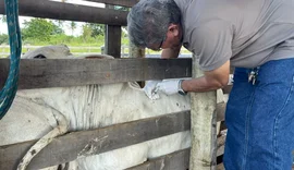 Criador de gado recebe assistência técnica em parceria com prefeitura de Penedo