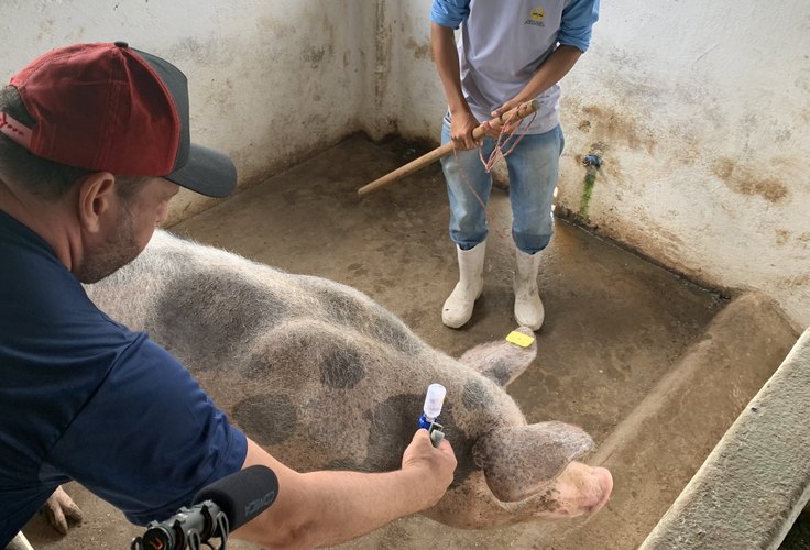 CNA defende ações estruturantes para erradicação da Peste Suína Clássica