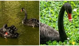 Homem furta e mata cisne negro raro de parque no Rio de Janeiro