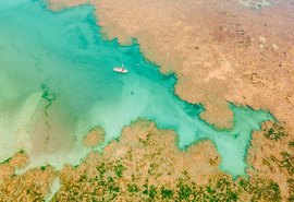 Projeto Corais de Alagoas chega a 500 corais em cultivo no mar do estado