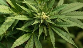 Senado mexicano aprova lei de descriminalização da maconha