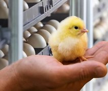 Interação humana melhora bem-estar de pintinhos, aponta estudo