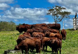 4º Leilão Três Histórias traz variedade do santa gertrudis, nelore e guzerá