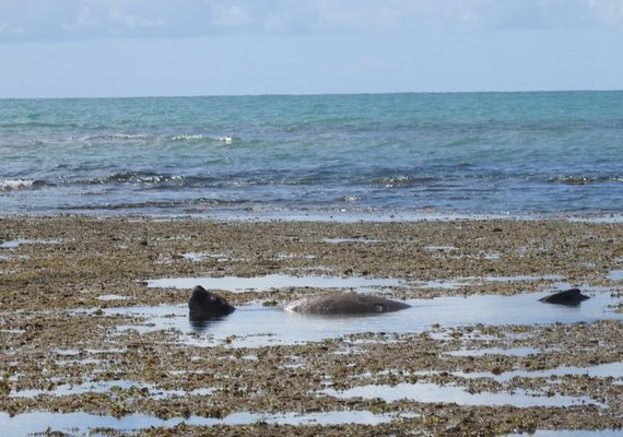 Elefante-marinho descansa em Ipioca e Biota alerta sobre riscos de aproximação