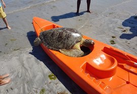 Tartaruga Verde encalha na orla de Ponta Verde em Maceió