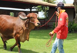 Leilão oferta condições acessíveis para pequenos produtores
