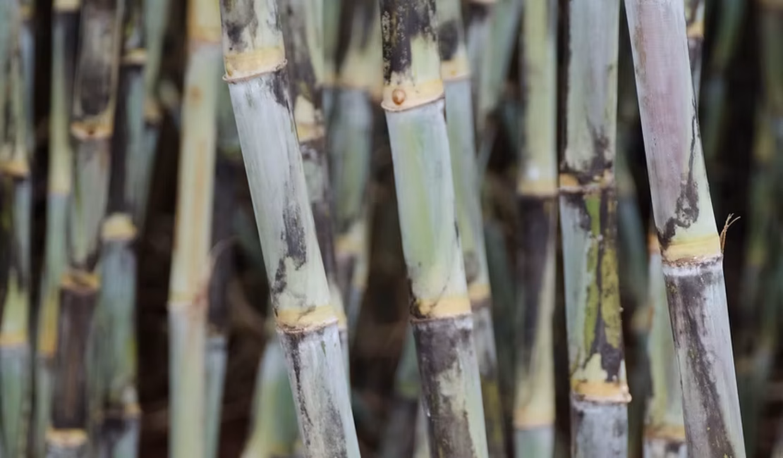 Variedade RB ocupa mais de 55% da área de cultivo de cana no Brasil