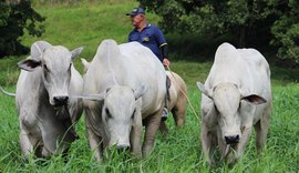 Leilão Mega Touros traz equilíbrio entre genética e beleza racial