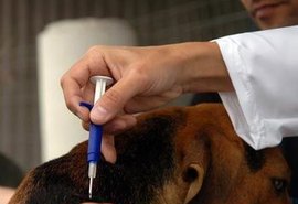 SMS realiza chipagem de animais do Pinheiro, Mutange e Bebedouro