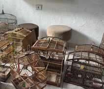 Polícia Militar resgata dezenas de aves silvestres em municípios do interior de Alagoas