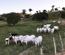 Crédito para pecuária familiar cresce mais de 200% em Alagoas