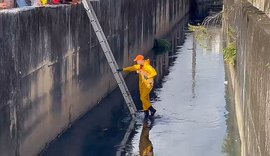 Cachorro é resgatado após ficar preso em córrego no bairro Mangabeiras, em Maceió