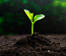 Mapa cria canal exclusivo para alertas sobre pragas