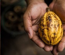 Governo publica medida que fortalece produção nacional de cacau