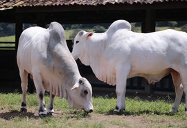 Varrela Pecuária e Nelore Santa Nazaré promovem o Leilão Touros Provados com oferta de 80 touros Nelore PO