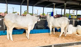 ACA confirma leilões e programação técnica da Expoagro-AL