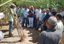 Pindorama apresenta técnica de aumento da produtividade do canavial